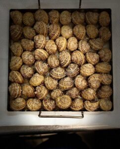 Caracoles a la llauna